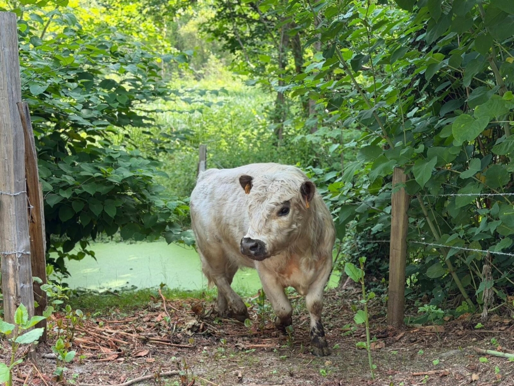 Ecopaturage au Marais d&rsquo;Auvers-Saint-Georges