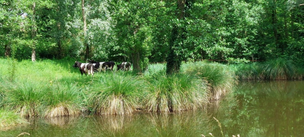 Restauration écologique du site des Lavandières